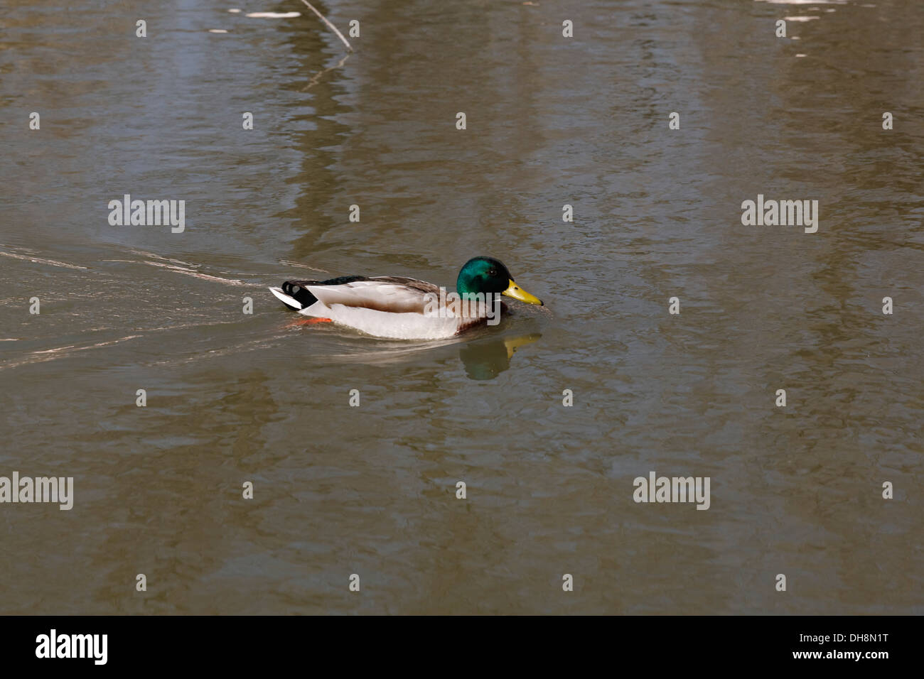 Mallard Duck, Anas platyrhynchos, maschio adulto, nuoto Foto Stock