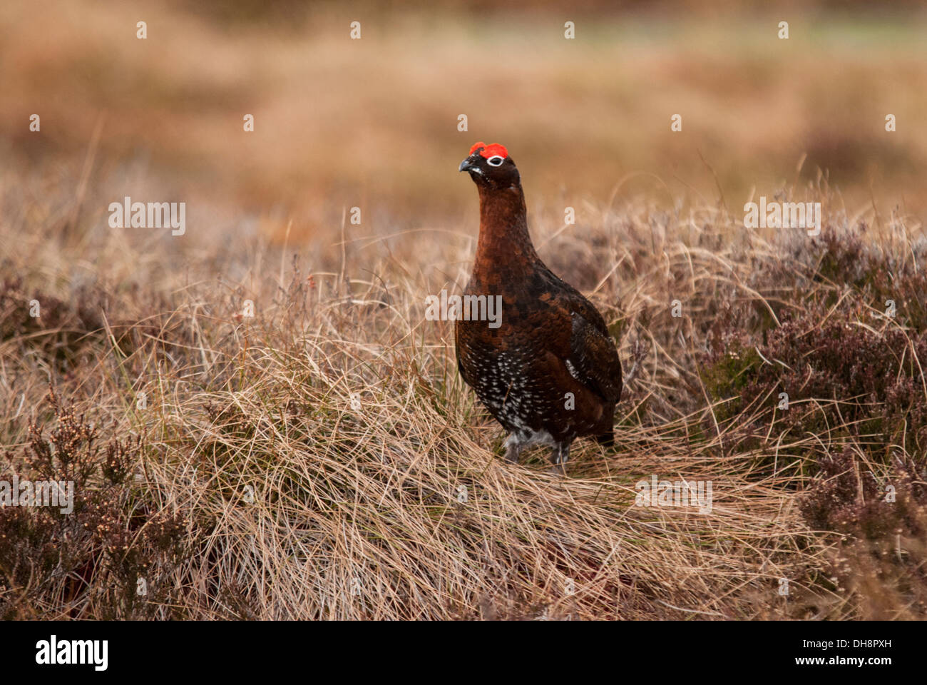 Red Grouse sat sulla banca di erica. Foto Stock