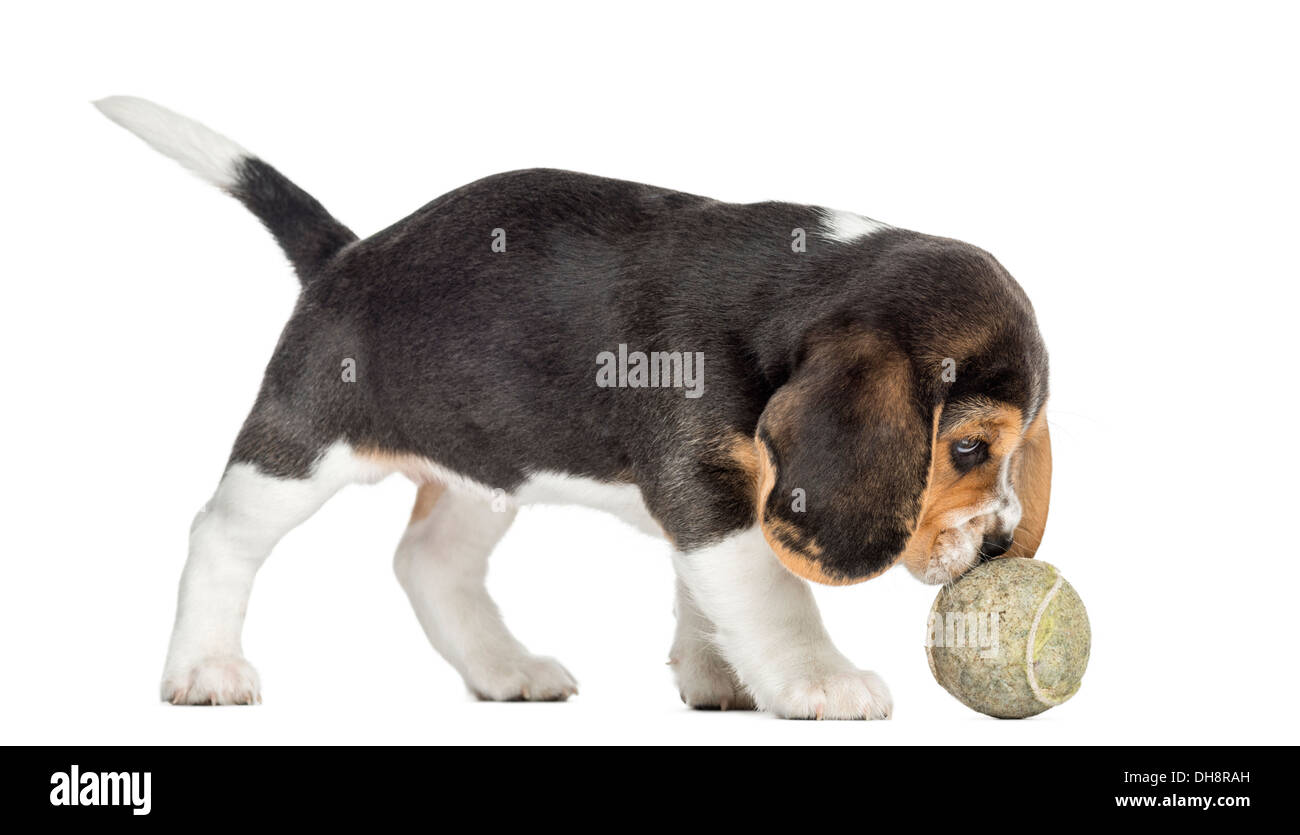 Vista laterale di un cucciolo di Beagle giocando con una palla da tennis contro uno sfondo bianco Foto Stock