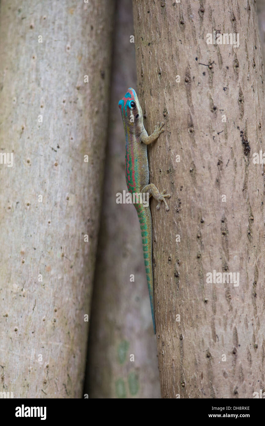 Maurizio Maurizio / Giorno ornati Gecko (Phelsuma ornata) / Vinson il geco sat crogiolarsi sotto il sole sul tronco di albero. Endemica di Mauritius Foto Stock