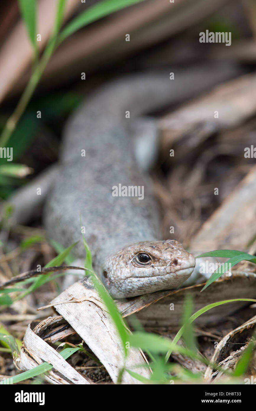 Telfair Maurizio / Round Island Skink (Leiolopisma telfairii) nel sottobosco. Endemica, Ile aux egrette, Mauritius Foto Stock