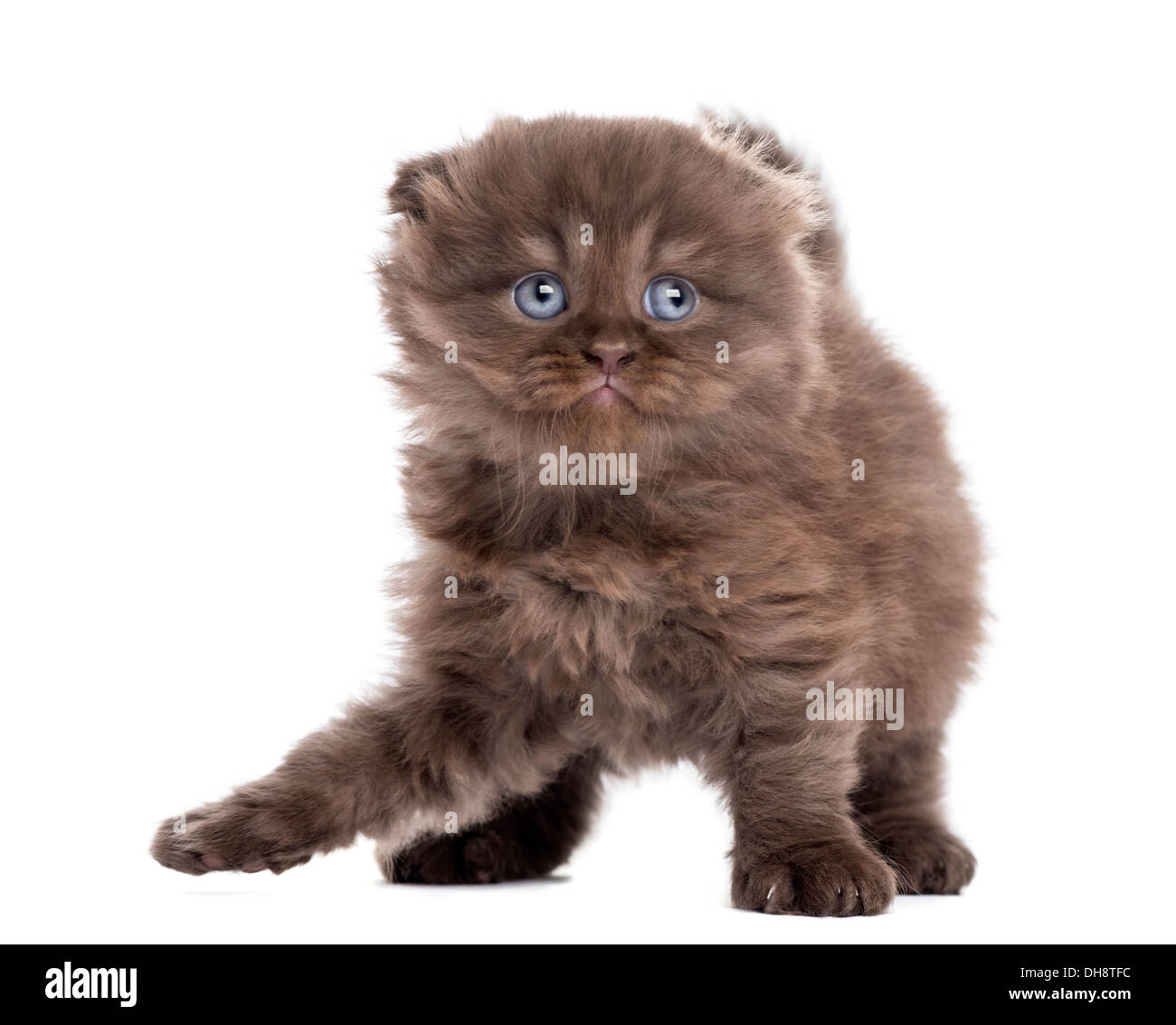 Highland fold gattino in piedi contro uno sfondo bianco Foto Stock