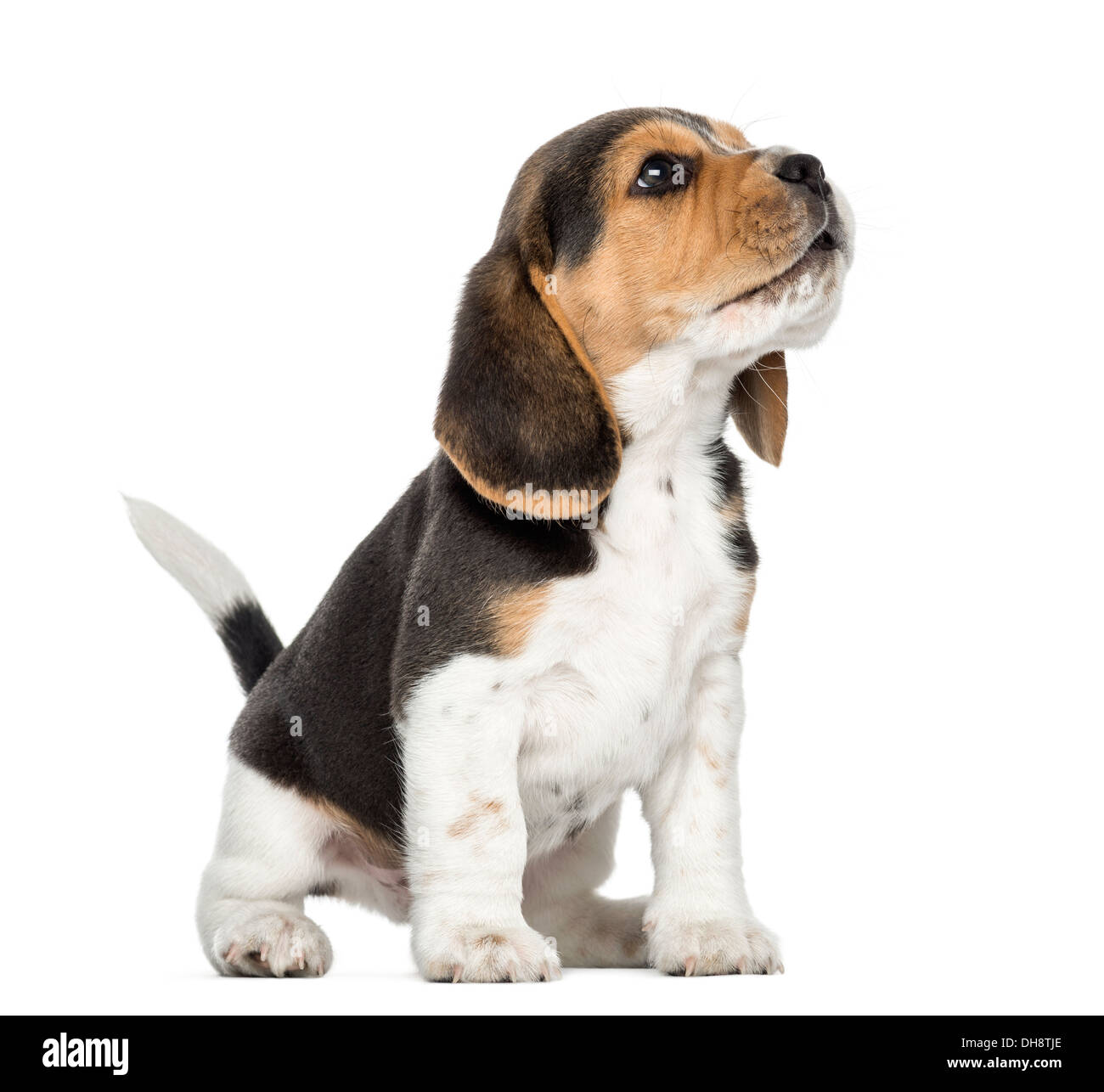 Vista laterale di un cucciolo di Beagle seduto e ululati, guardando verso l'alto contro lo sfondo bianco Foto Stock
