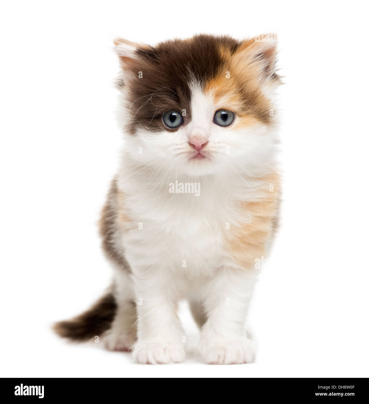 Vista frontale di un altopiano gattino dritto contro uno sfondo bianco Foto Stock