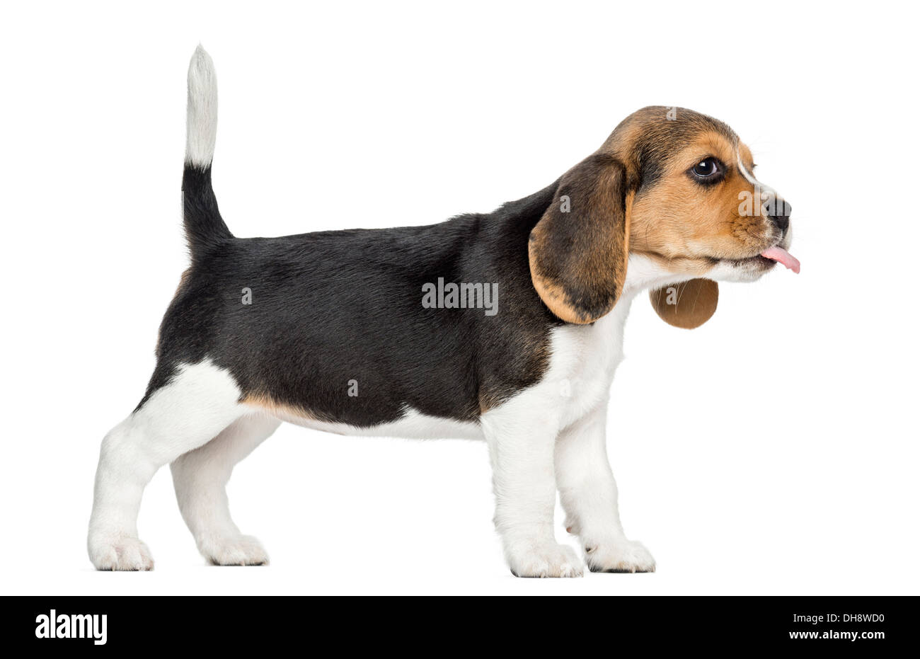 Vista laterale di un cucciolo di Beagle in piedi, incollaggio della lingua fuori contro uno sfondo bianco Foto Stock