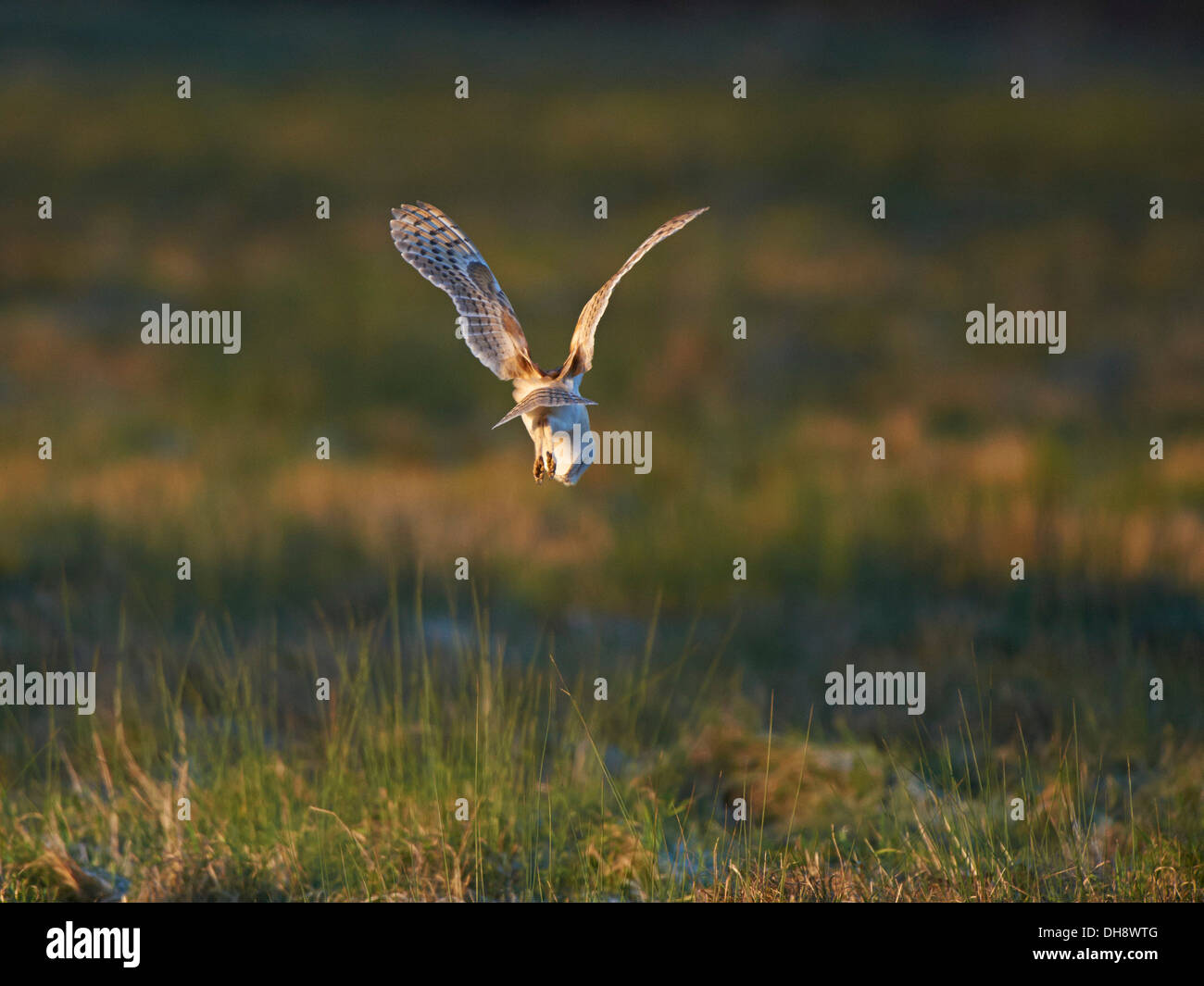 Barbagianni passando sulla preda. Foto Stock