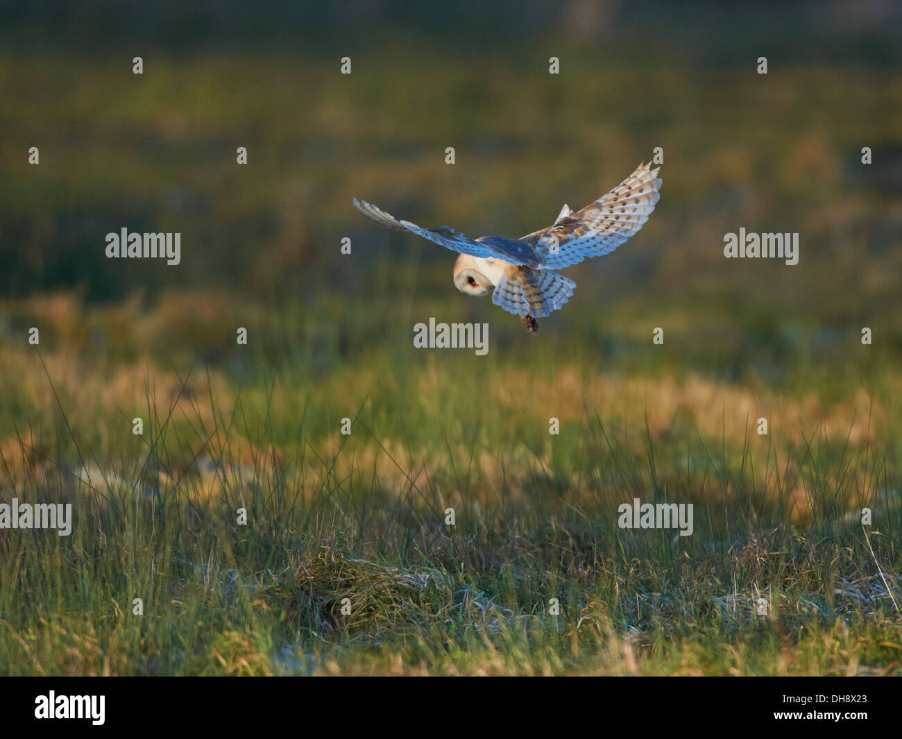 Barbagianni passando sulla preda. Foto Stock