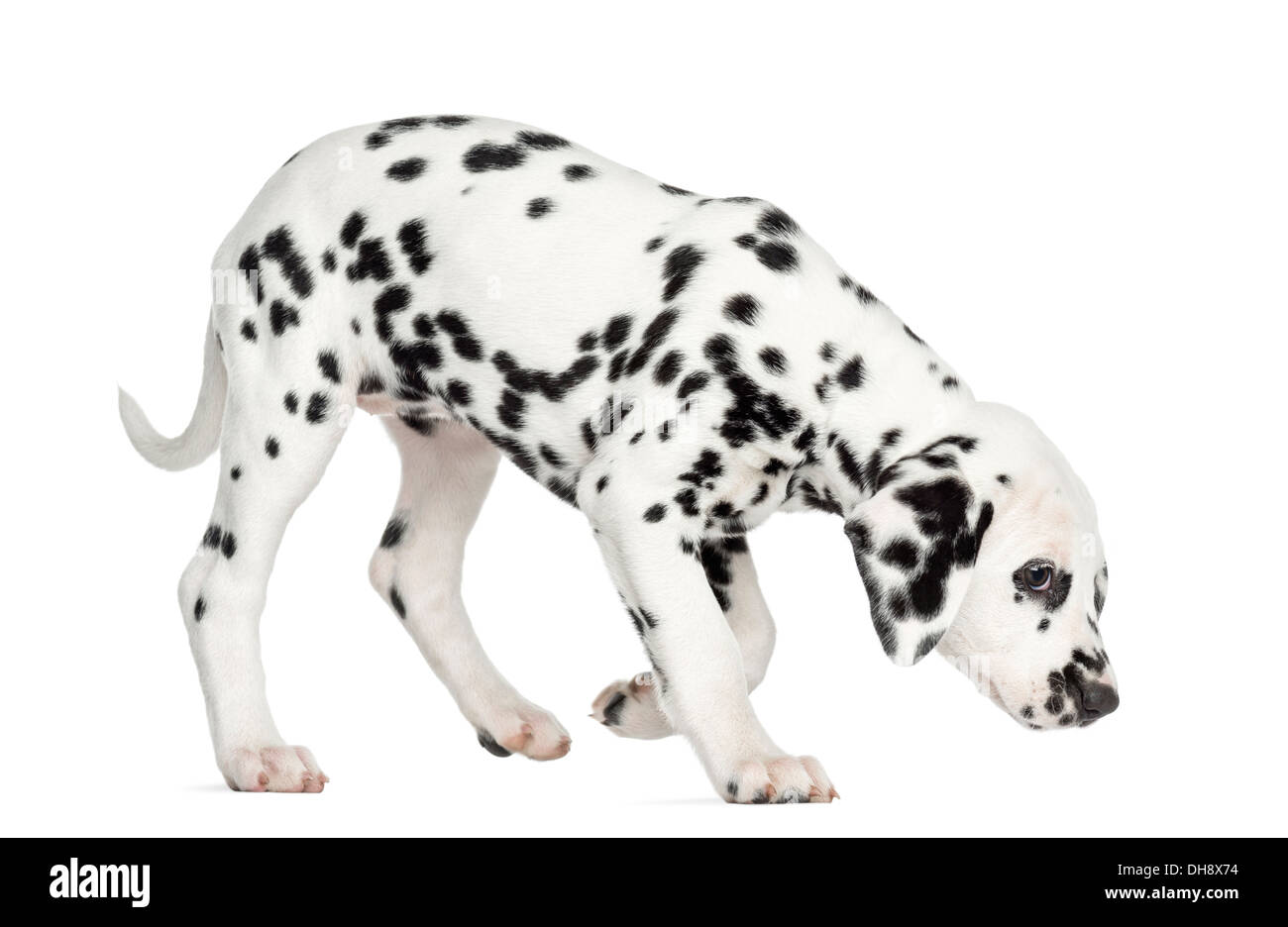 Vista laterale di un cucciolo dalmata in piedi, annusando il pavimento contro uno sfondo bianco Foto Stock