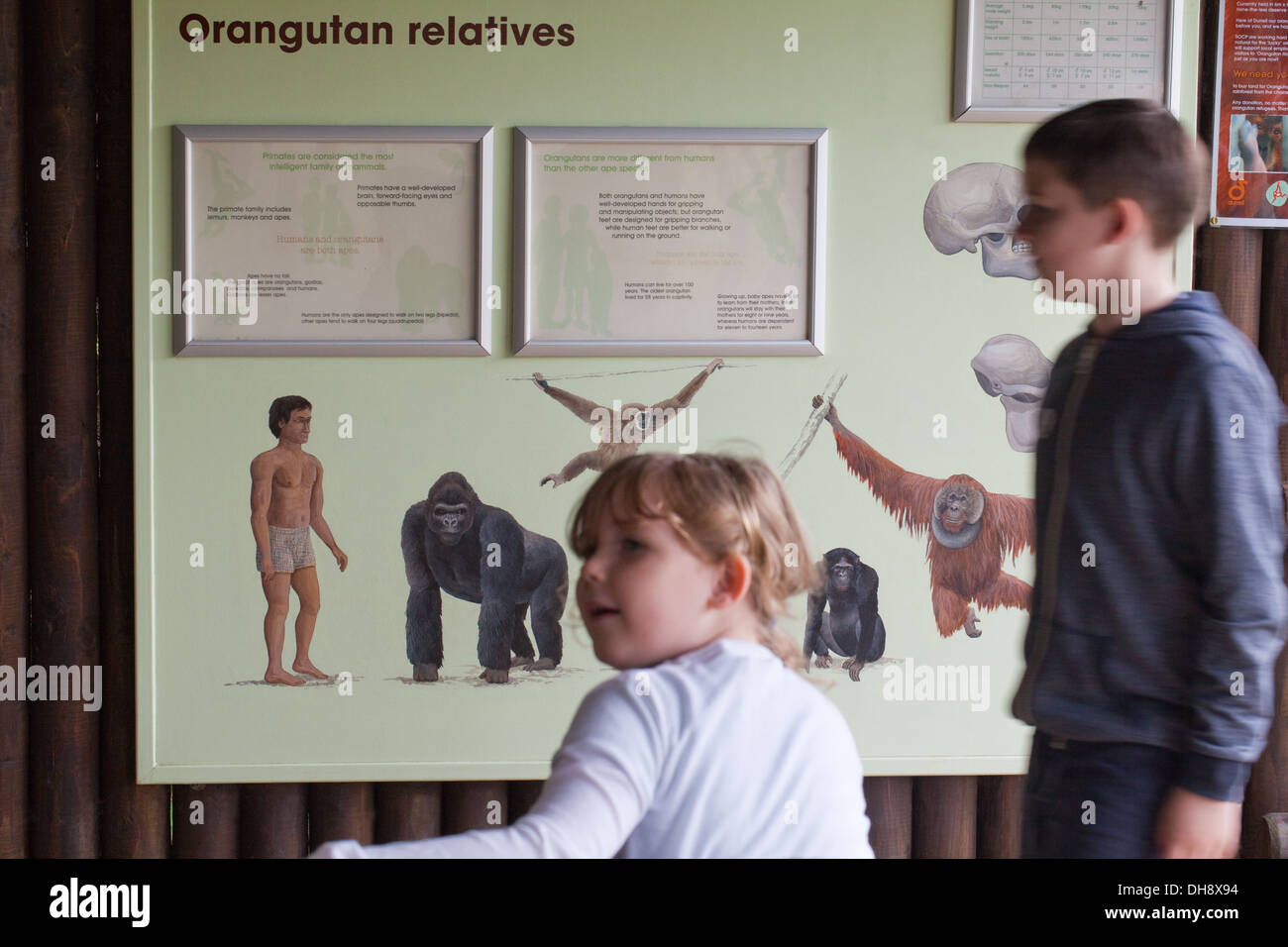 Istruzione e grafici interpretativi; oggetto primati. Durrell Wildlife Conservation Trust, Jersey, Isole del Canale, UK. Foto Stock