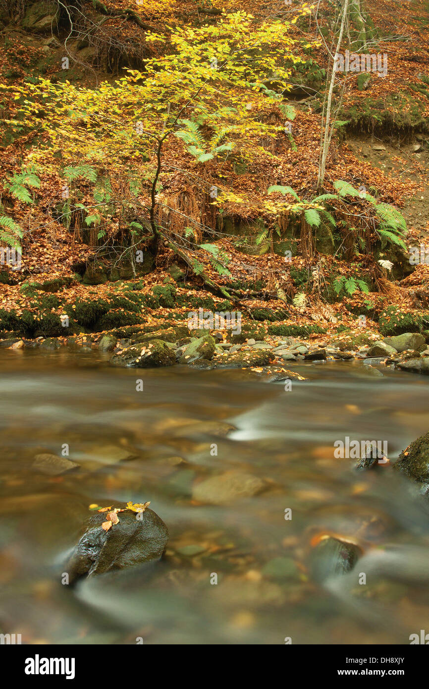 La Birks di Aberfeldy e il Moness masterizzare in autunno, Aberfeldy, Perthshire Foto Stock