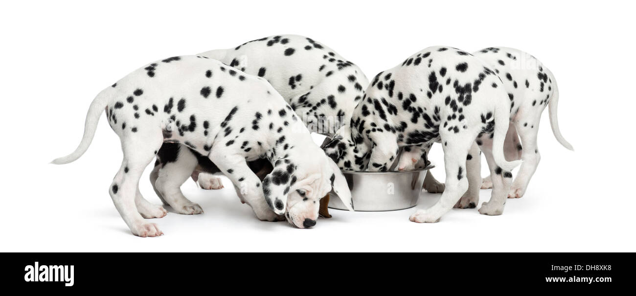 Cuccioli dalmata Immagini senza sfondo e Foto Stock ritagliate - Alamy