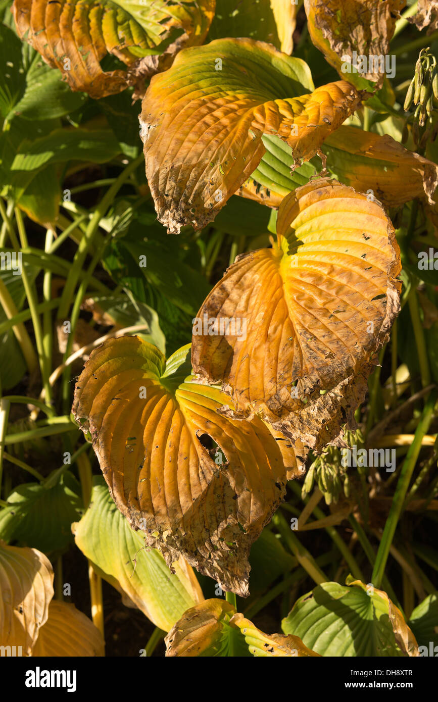 Brutto caso di danno di peste di Hosta foglie in tarda estate molti fori mangiato da lumache limacce e piccoli insetti Foto Stock