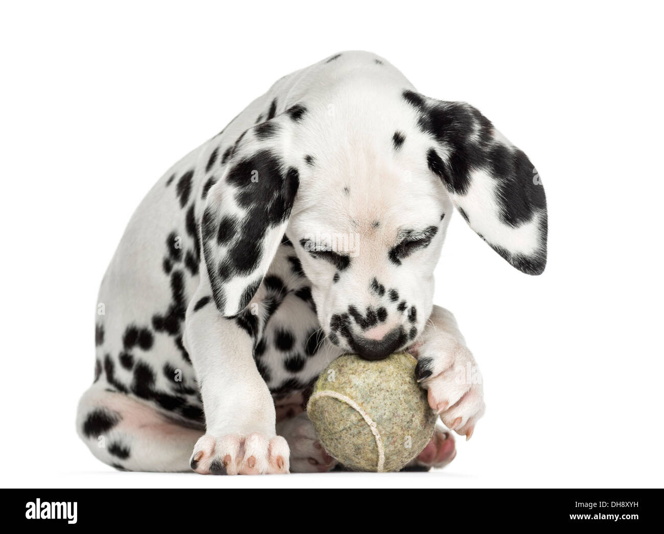 Vista frontale di un cucciolo dalmata giocando con una palla da tennis contro uno sfondo bianco Foto Stock