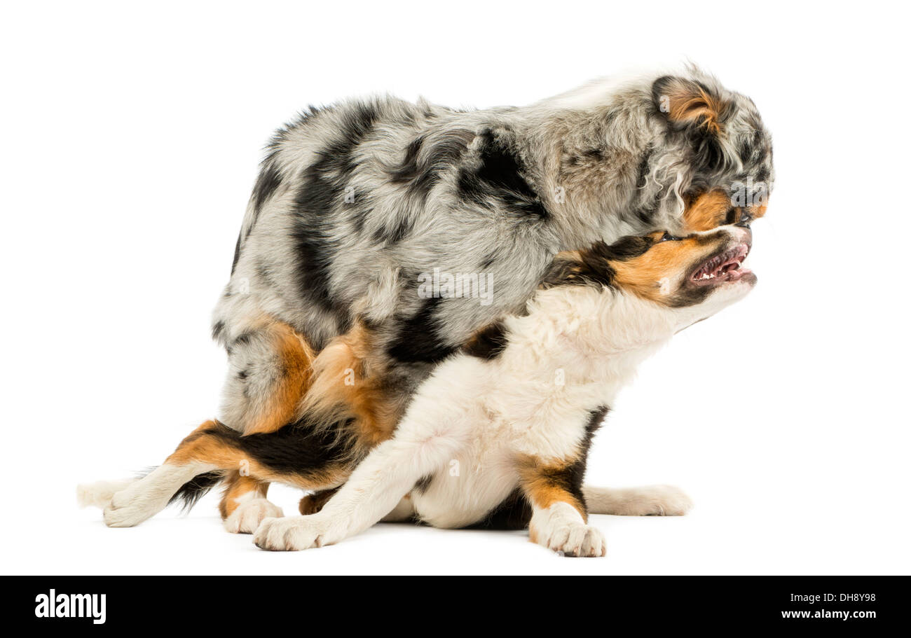 Border Collie e Australian Shepherd insieme giocando contro uno sfondo bianco Foto Stock