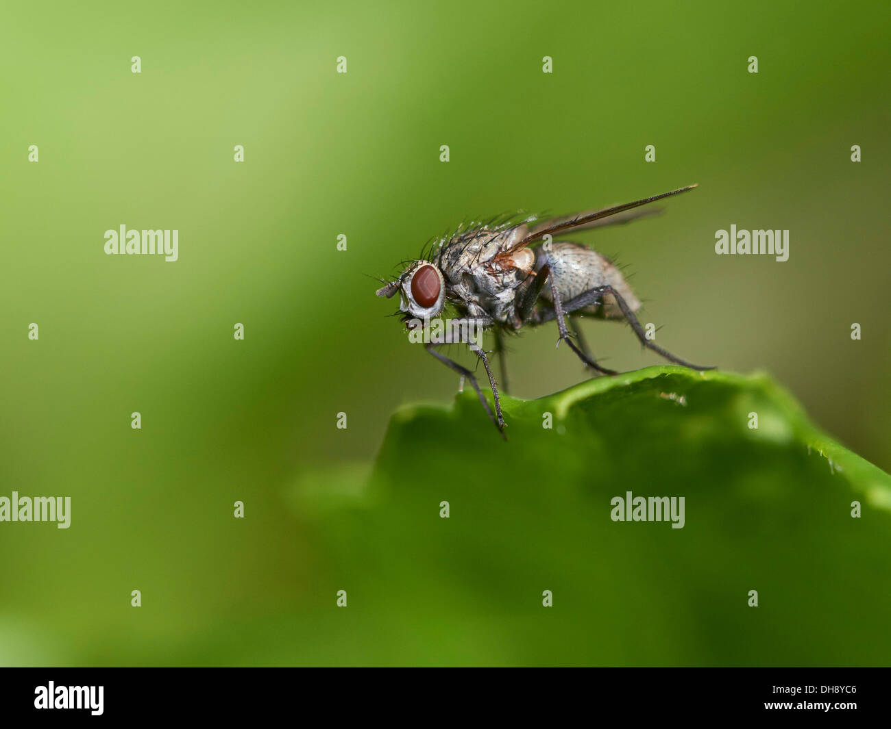 Close up di mosca di casa Foto Stock