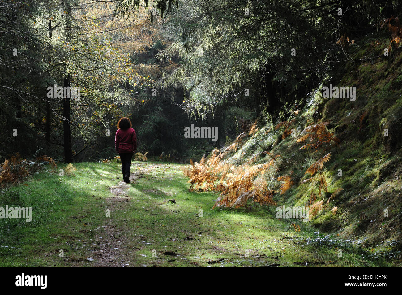 Donna che cammina nel bosco su una mattina di autunno dopo la pioggia Brechfa Forest Carmarthenshire Galles Cymru REGNO UNITO GB Foto Stock