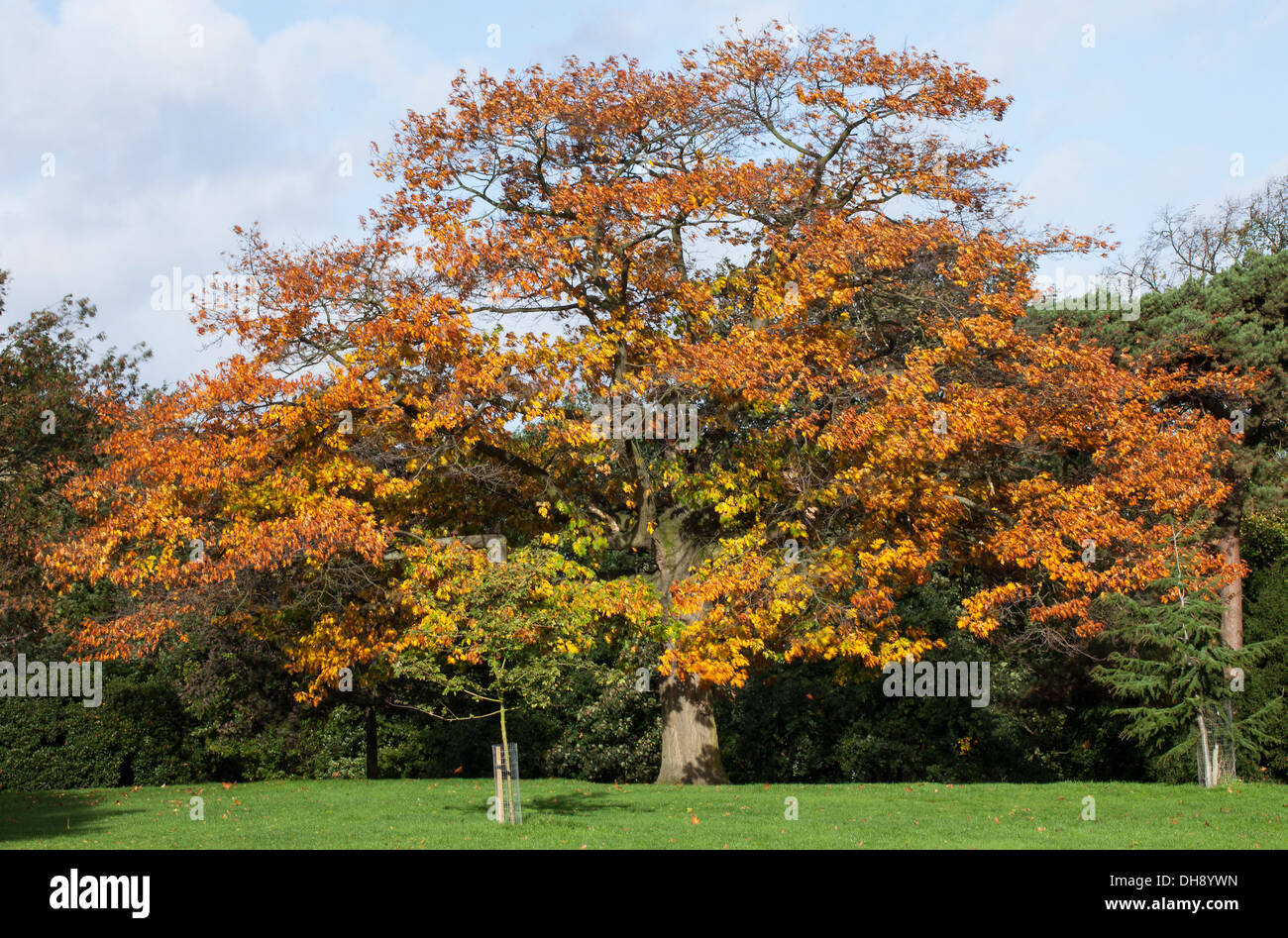 Il vecchio albero di quercia con foglie di autunno a Springfield Park di Londra. Foto Stock