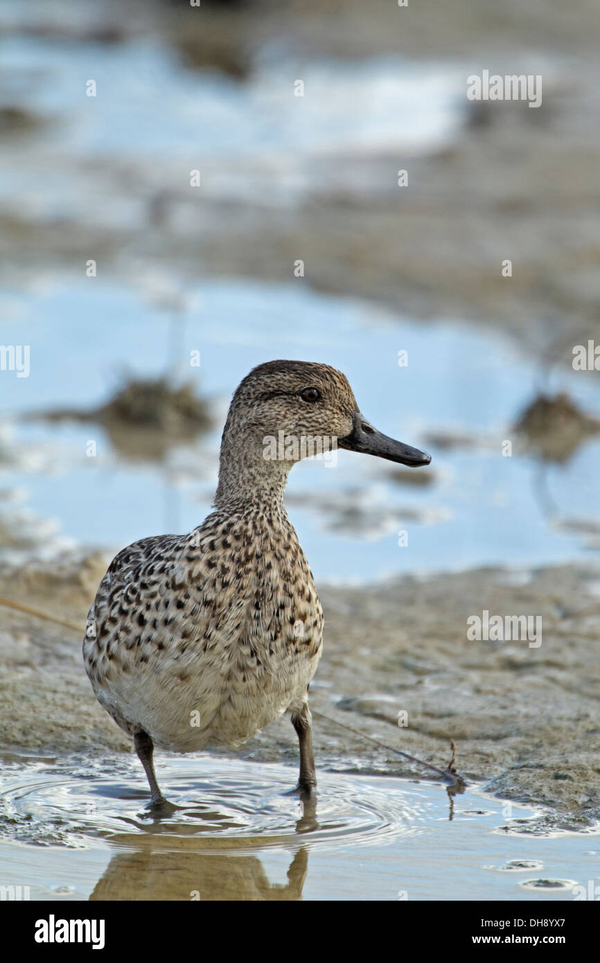 Teal (Anas crecca) Foto Stock