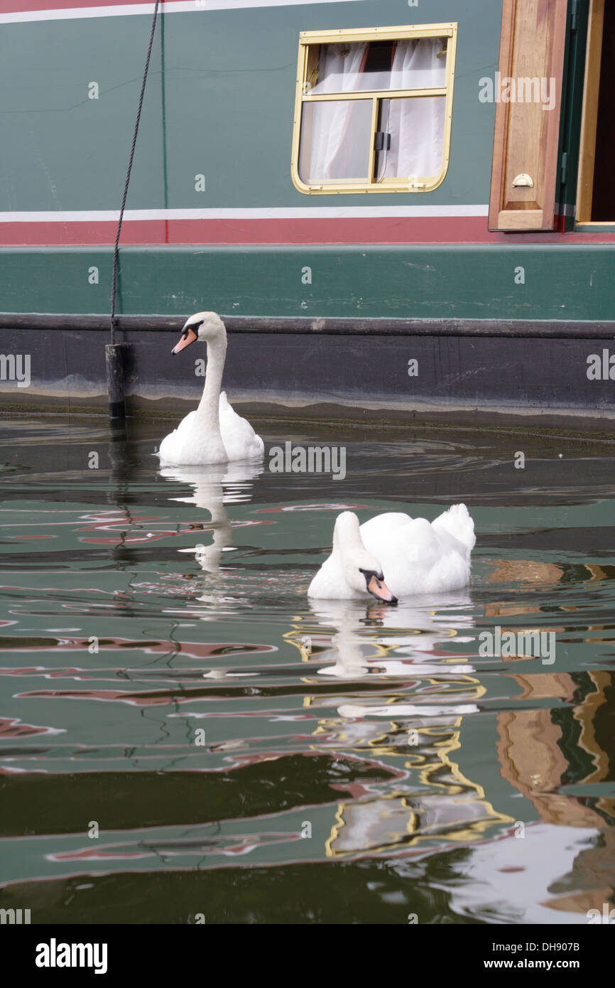 Due cigni su acqua accanto a canal boat con la finestra aperta in Bristol, Regno Unito Foto Stock