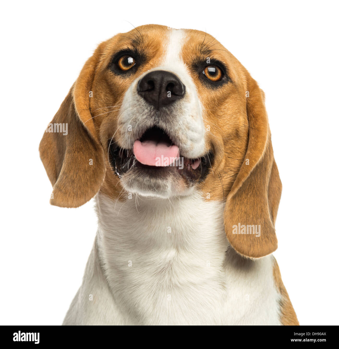 Close-up di un cane beagle ansimando contro uno sfondo bianco Foto Stock