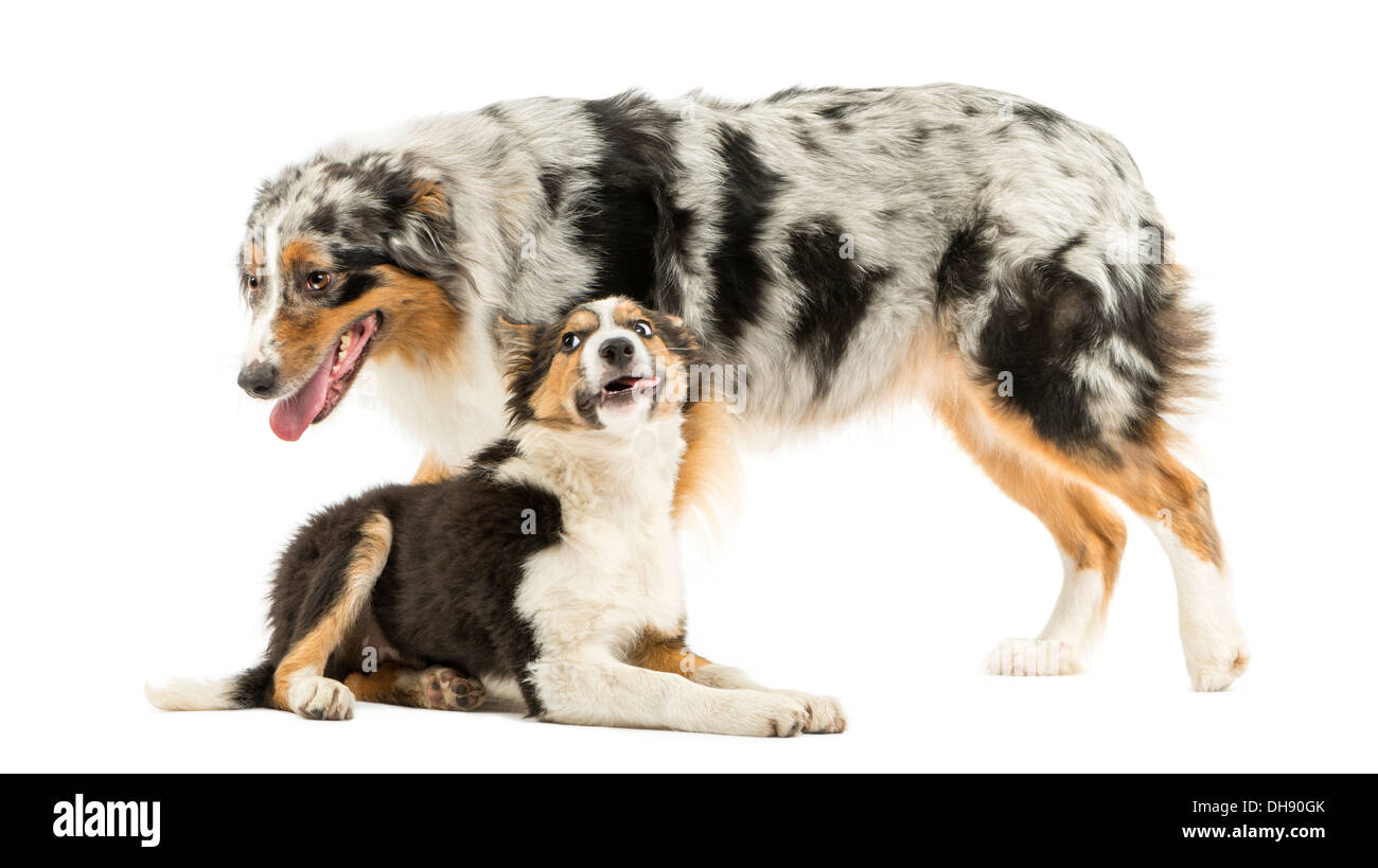 Border Collie e Australian Shepherd insieme giocando contro uno sfondo bianco Foto Stock