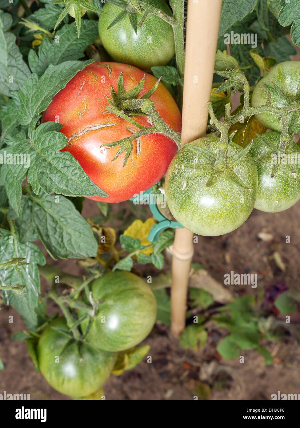 Grappolo di pomodori maturazione su un arbusto Foto Stock