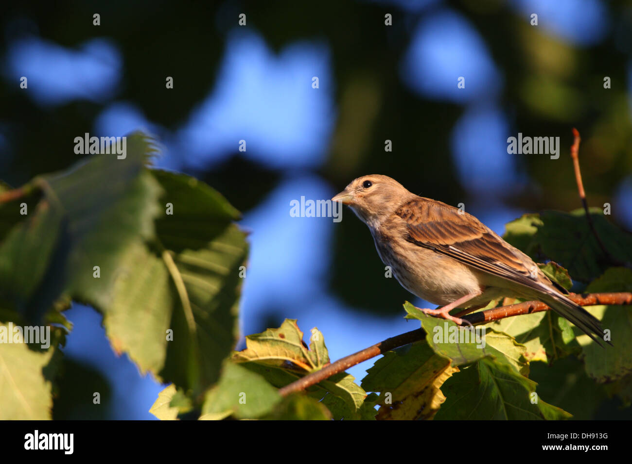 Comune Juveline Linnet (Carduelis cannabina), l'Europa. Foto Stock