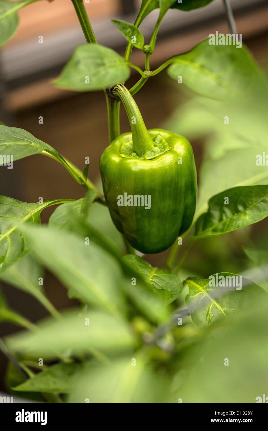 Sweet Pepper, Capsicum annuum var. grossum. Pepe in crescita su piante in serra o telaio a freddo. Foto Stock