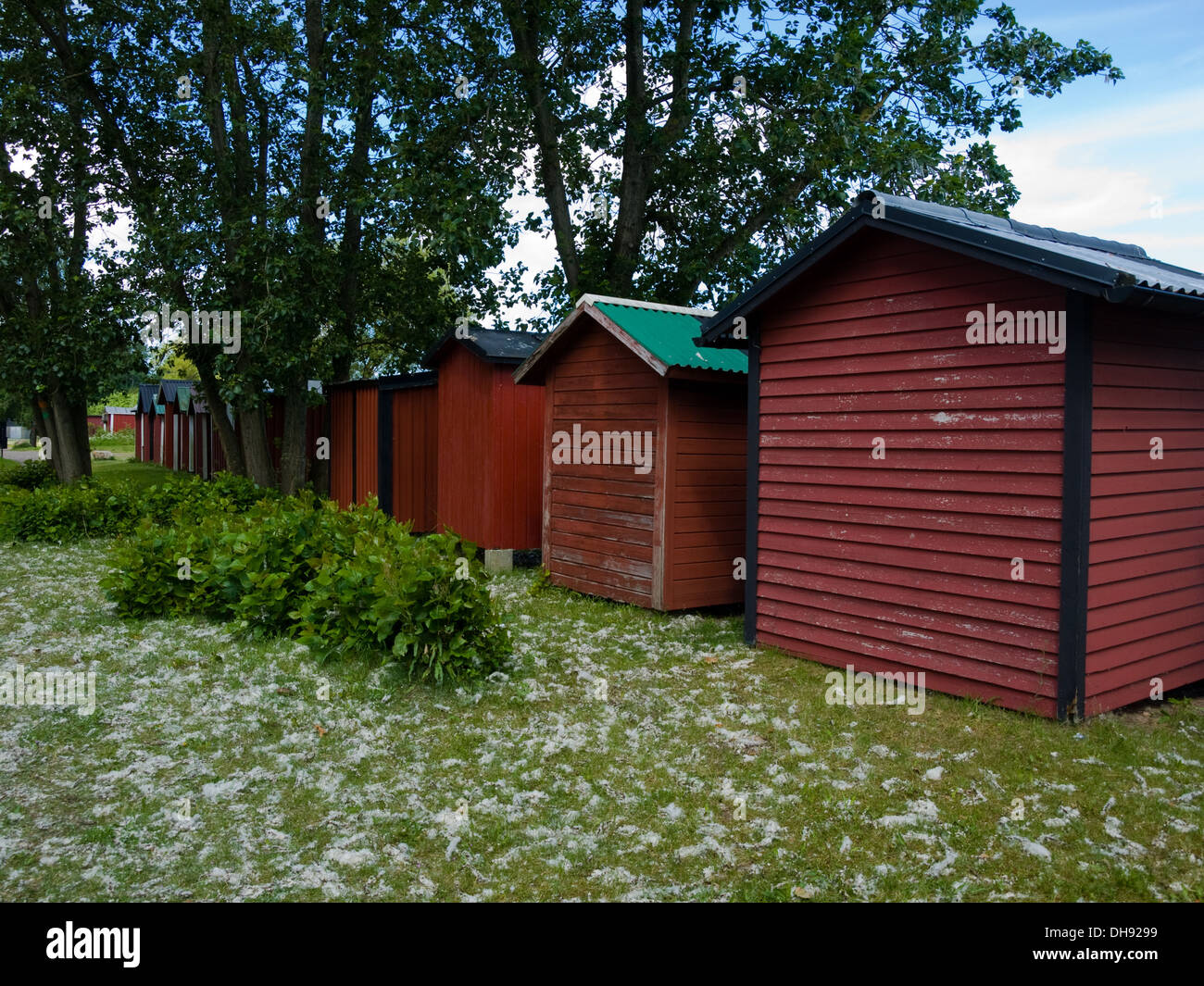 Cottony bianca peluria, caratteristica di pioppo bianco (Populus alba) semi di alberi, coprire il prato dietro capannoni in Båstad, Svezia. Foto Stock