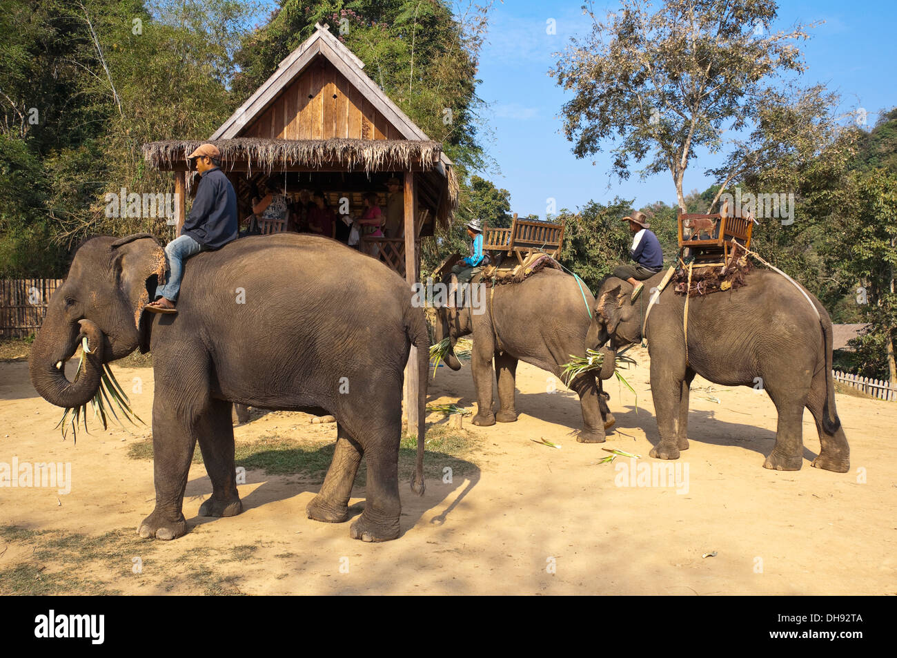 Chiudere orizzontale di elefanti ed i loro mahouts tenetevi pronti per un trekking a un elefante santuario in Laos. Foto Stock
