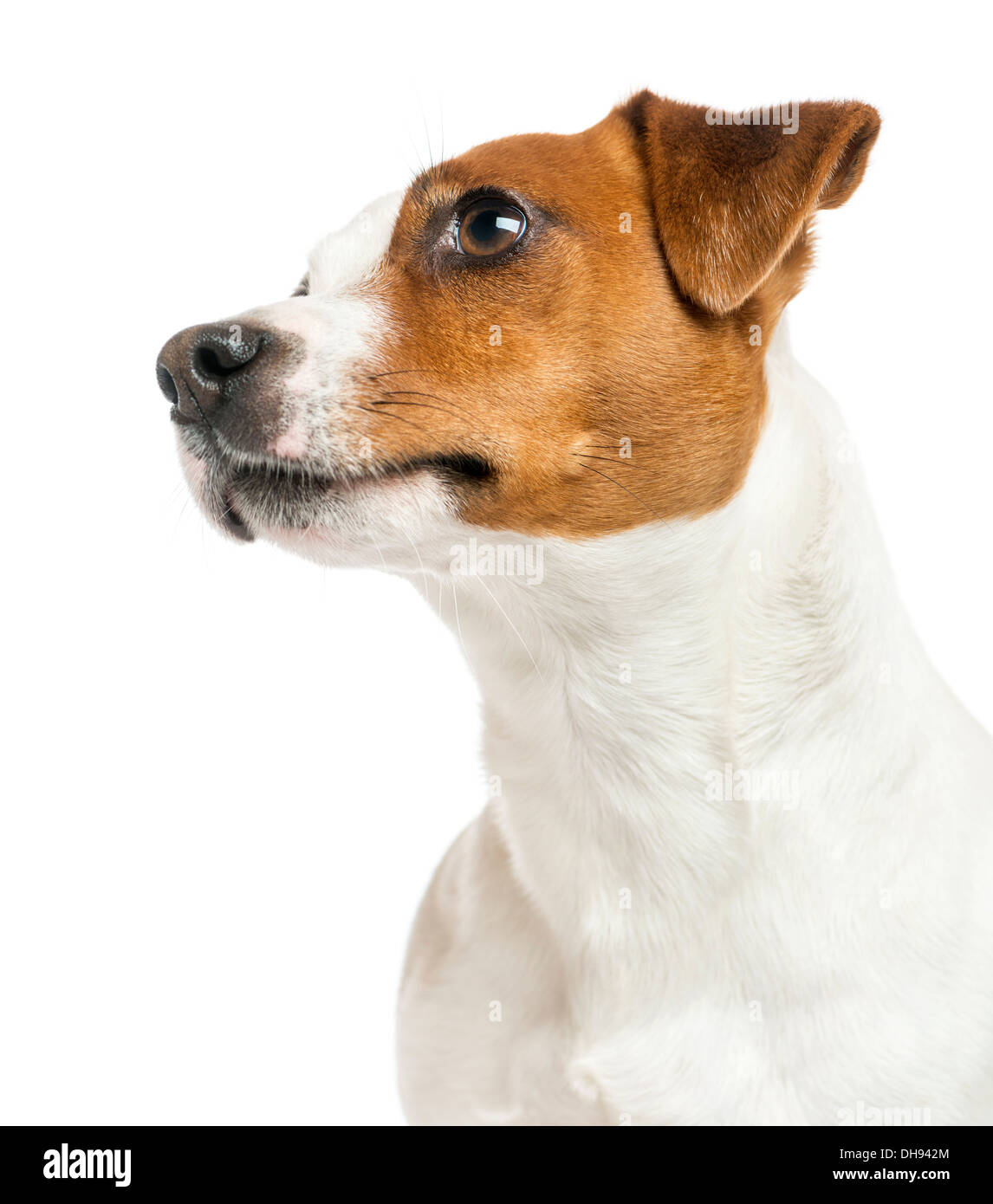 Close-up di un Jack Russell Terrier contro uno sfondo bianco Foto Stock