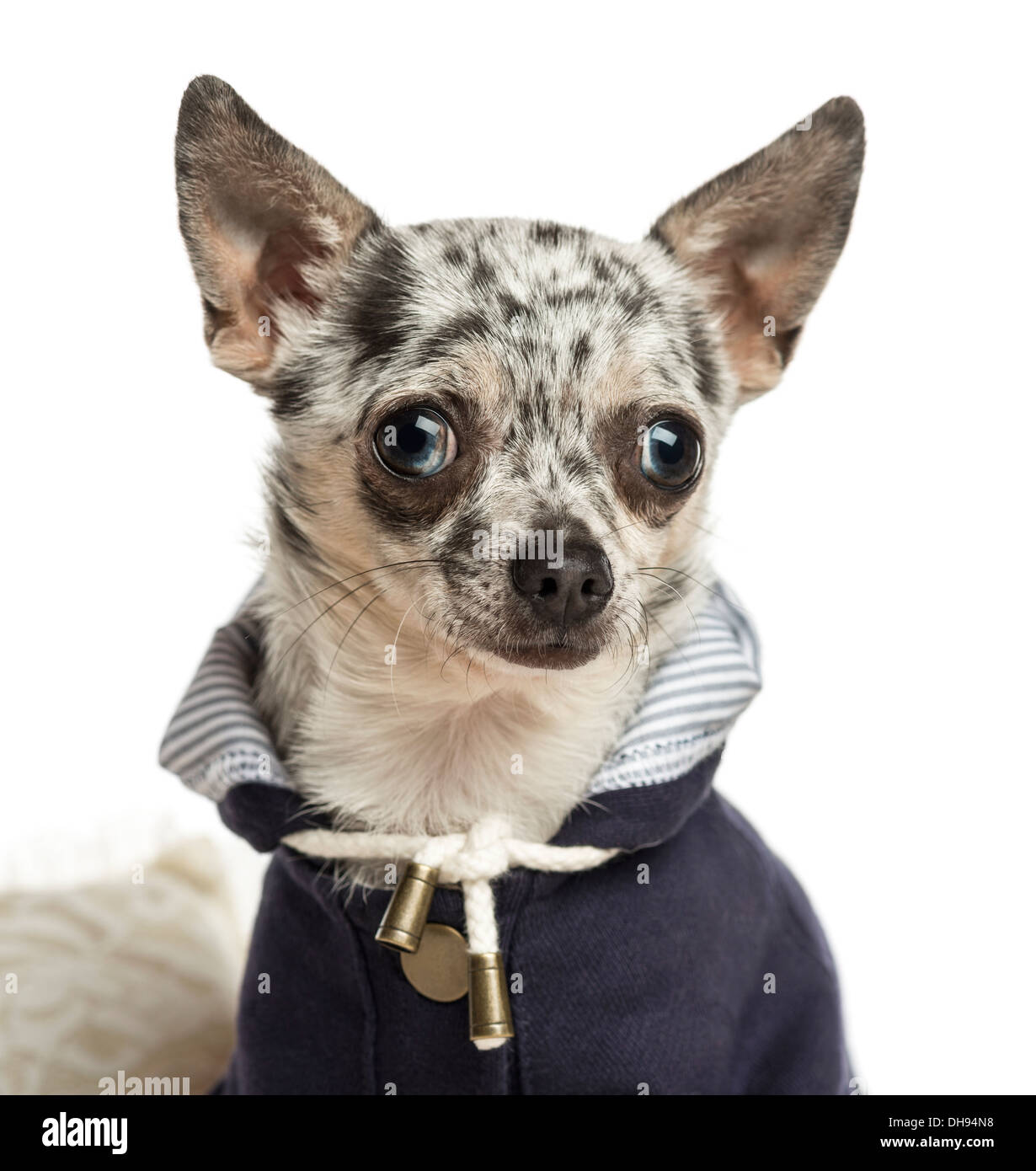 Close-up di un vestito-up Chihuahua contro uno sfondo bianco Foto Stock