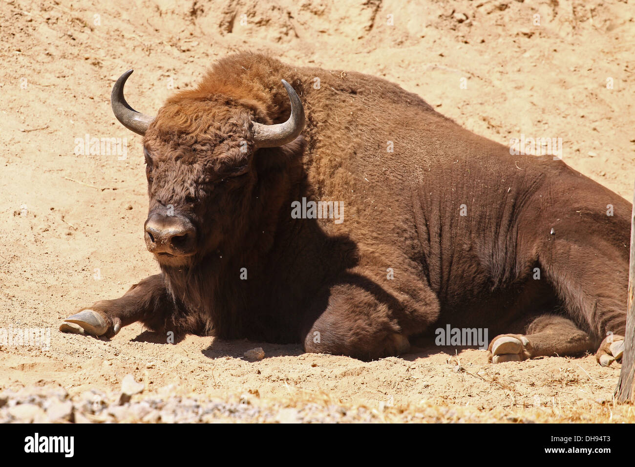 Bisonte europeo, Bison bonasus. Posizione: riserva Wisent Lovce - Topolcianky, Tribec montagne, Slovacchia. Foto Stock