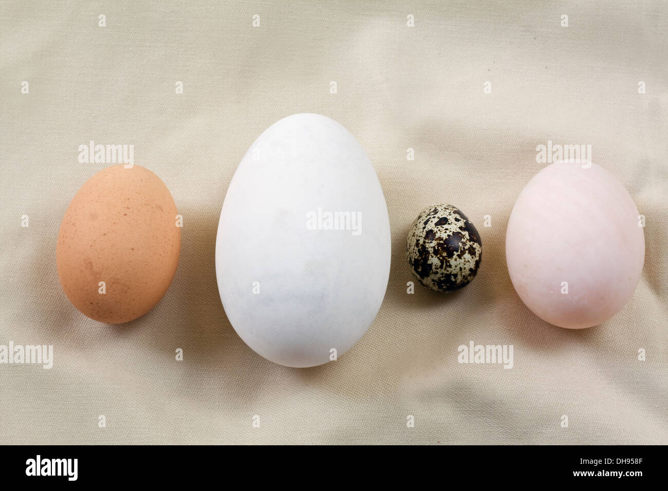 Oche, anatre, quaglie e uova di gallina. Foto Stock