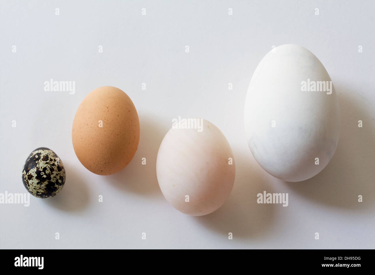 Oche, anatre, quaglie e uova di gallina. Foto Stock