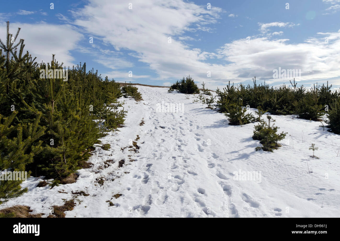 Soleggiata giornata invernale in montagna plana, Bulgaria Foto Stock