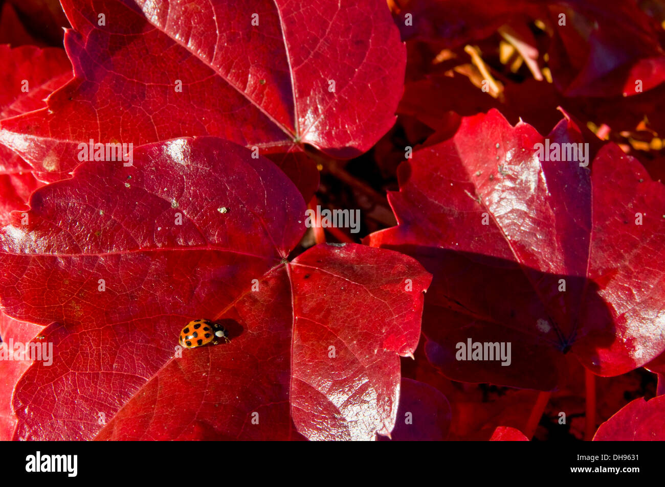 Rosso brillante Foglie di autunno e un rosso coccinella Foto Stock