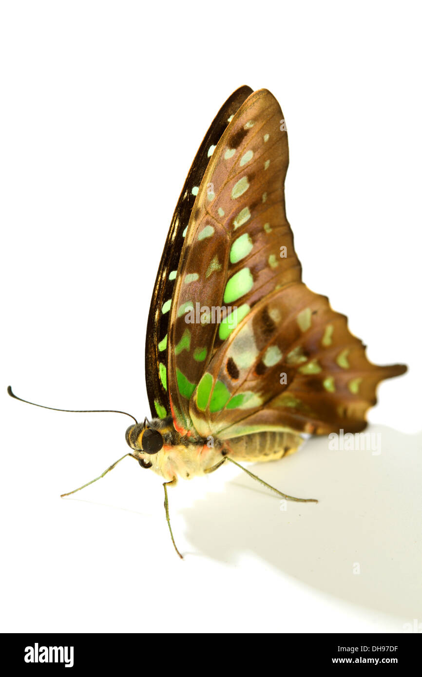 Graphium isolati su sfondo bianco Foto Stock