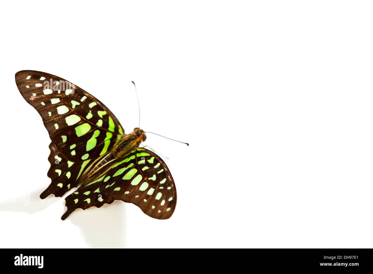 Graphium isolati su sfondo bianco Foto Stock