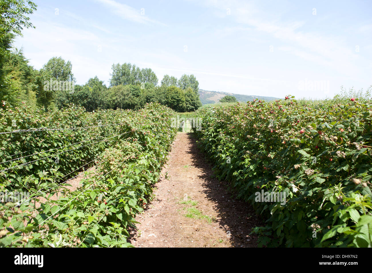 Campo di fragole Foto Stock