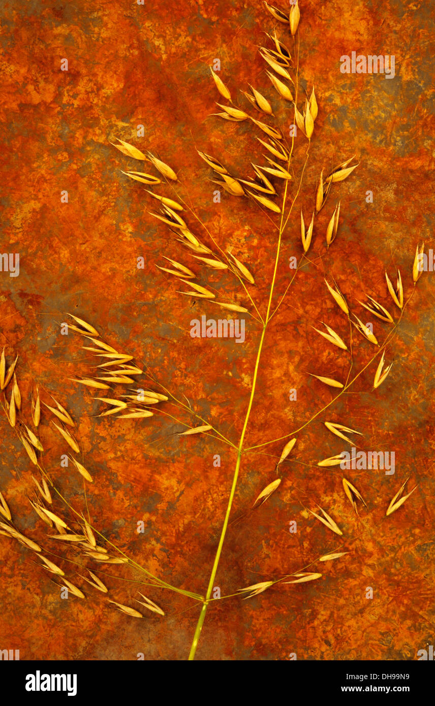 Avena, Avena fatua. Studio shot di stelo stagionato giacente sul metallo arrugginito foglio. Foto Stock