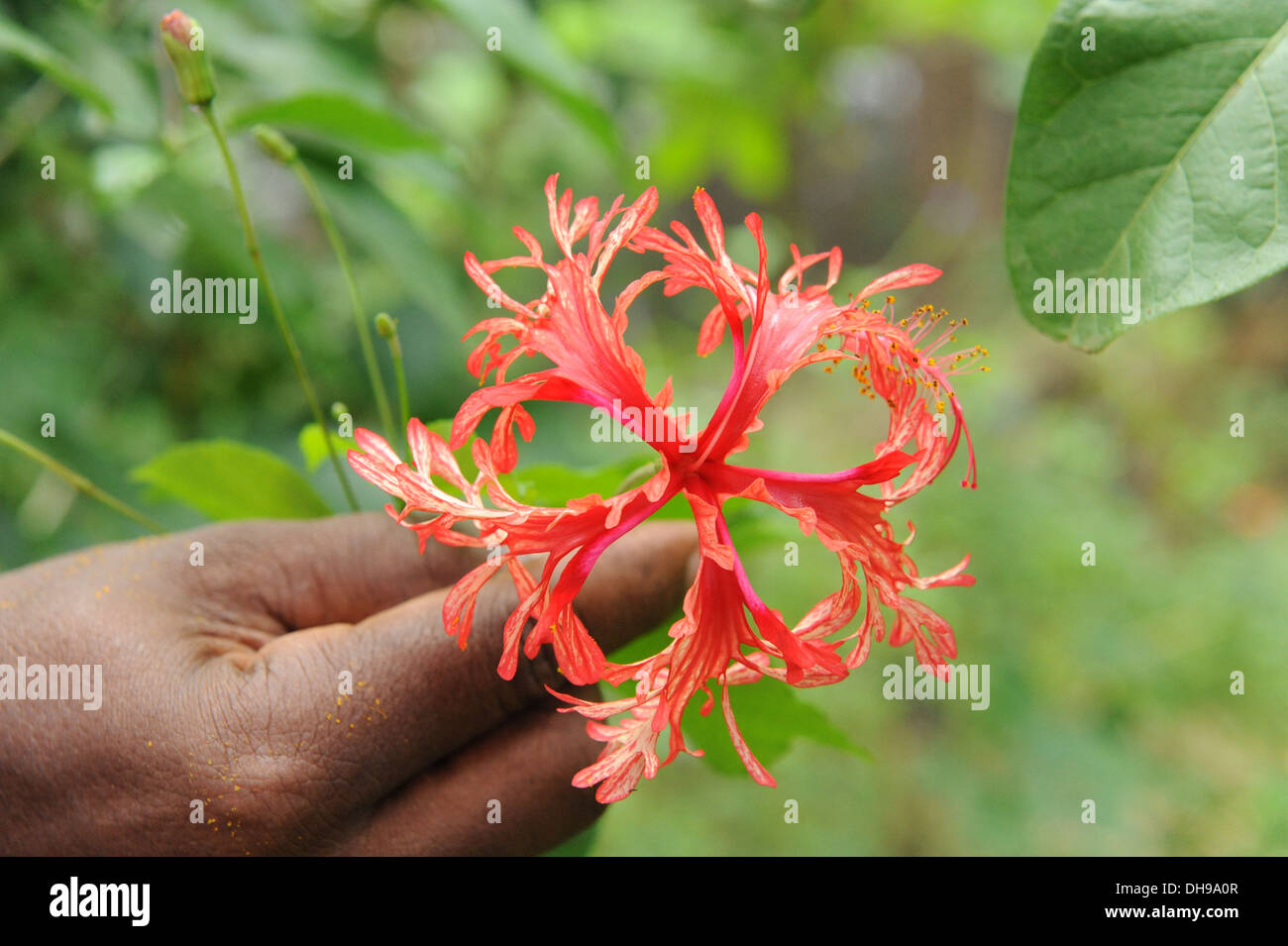 Fiore alla Butterfly Farm di allevamento. Foto Stock