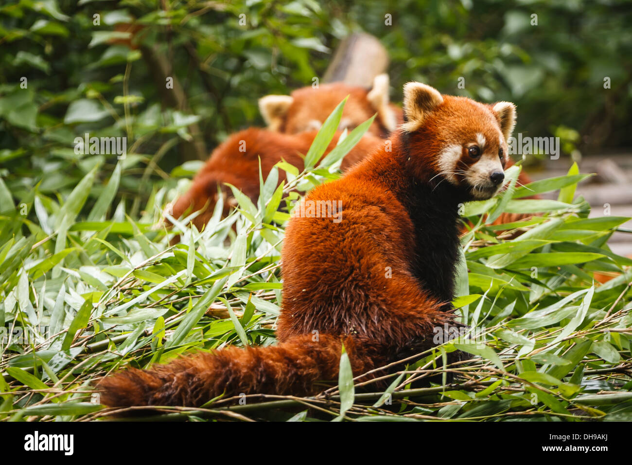 Panda rosso porta con lunga coda a strisce a Chengdu research base del panda gigante allevamento Cina Sichuan Foto Stock