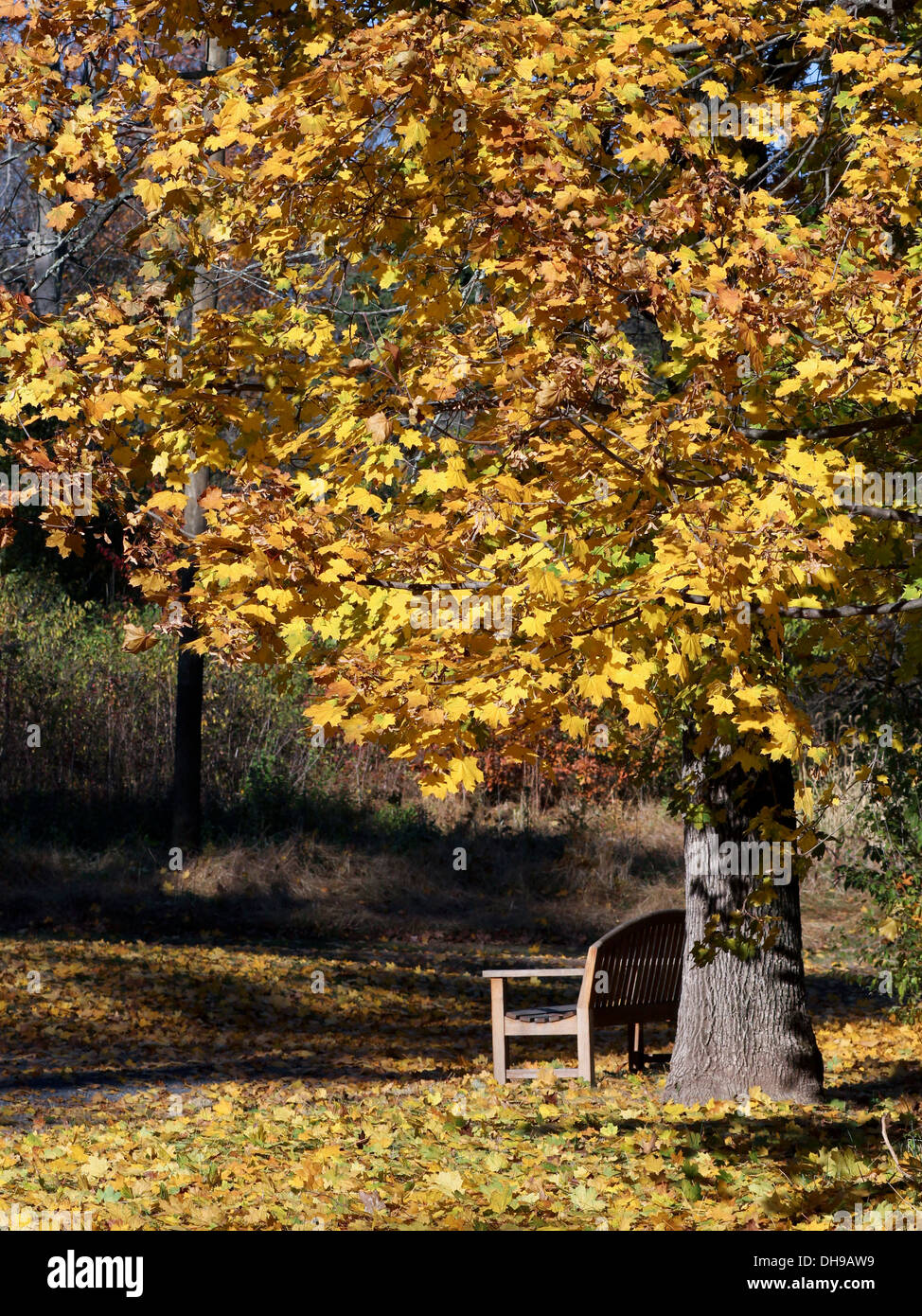 Albero di acero con giallo Foglie di autunno con un banco di lavoro. Foto Stock
