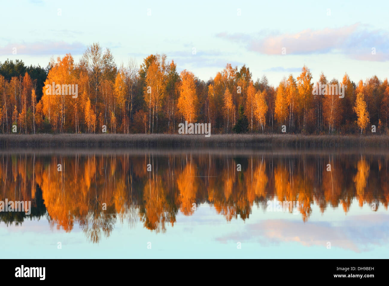 Flaming betulla con la riflessione sul lago e alla superficie in autunno al tramonto. Foto Stock