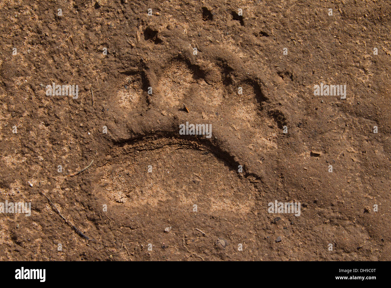 Chiusura del footprint di Eurasian l'orso bruno (Ursus arctos arctos) mostra forepaw via nella sabbia Foto Stock
