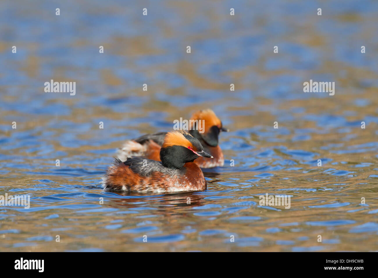 Giovane cornuto svassi (Podiceps auritus) negli allevamenti di piumaggio con ciuffi auricolari nuotare nel lago in primavera Foto Stock