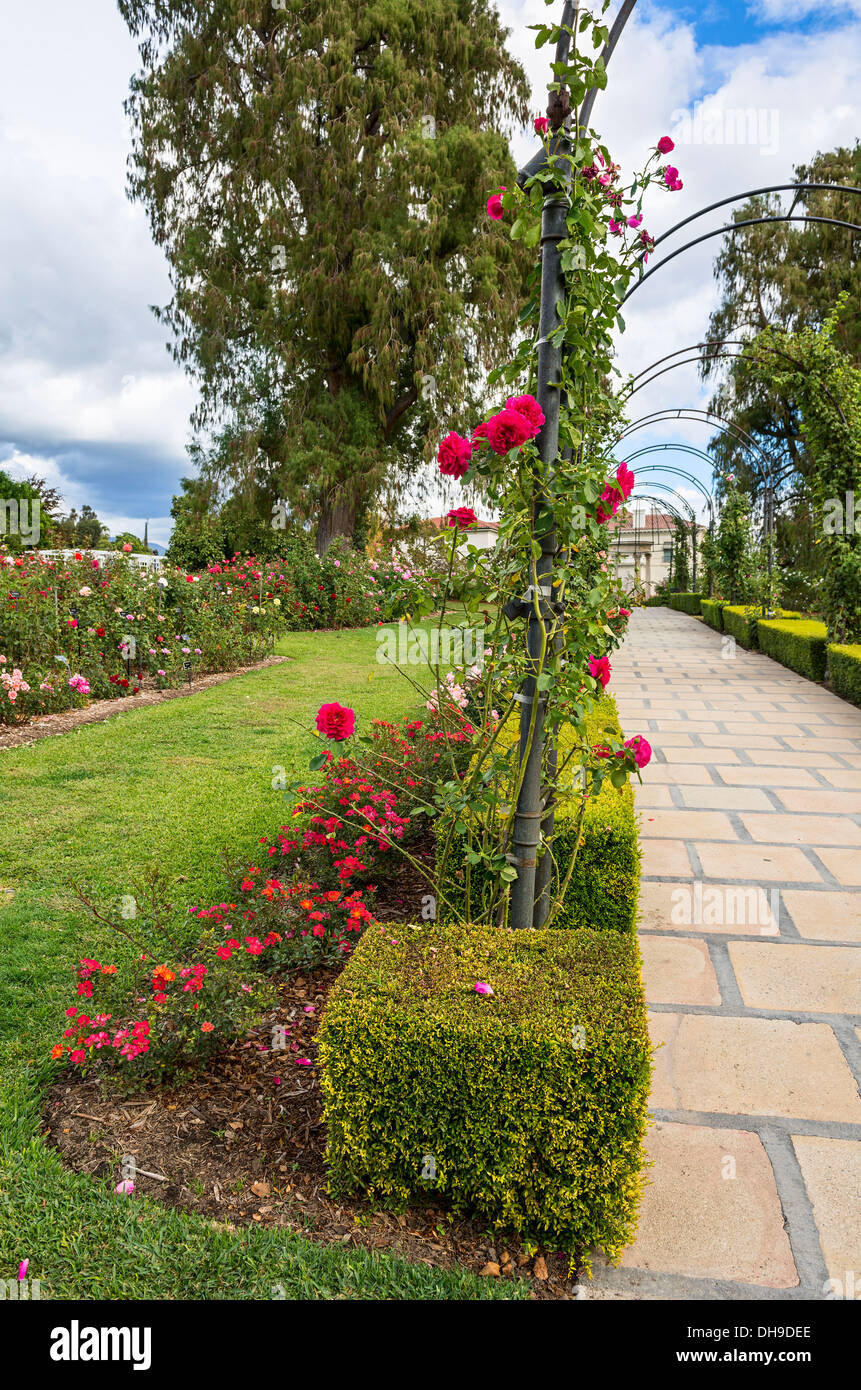 Bellissimo giardino di rose di la Biblioteca di Huntington. Foto Stock