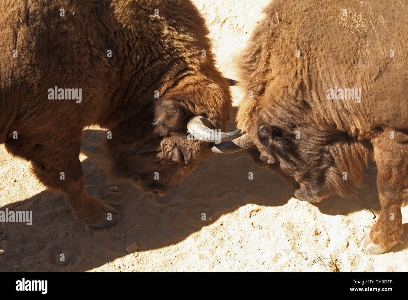 Bisonte europeo, Bison bonasus. Posizione: riserva Wisent Lovce - Topolcianky, Tribec montagne, Slovacchia. Foto Stock