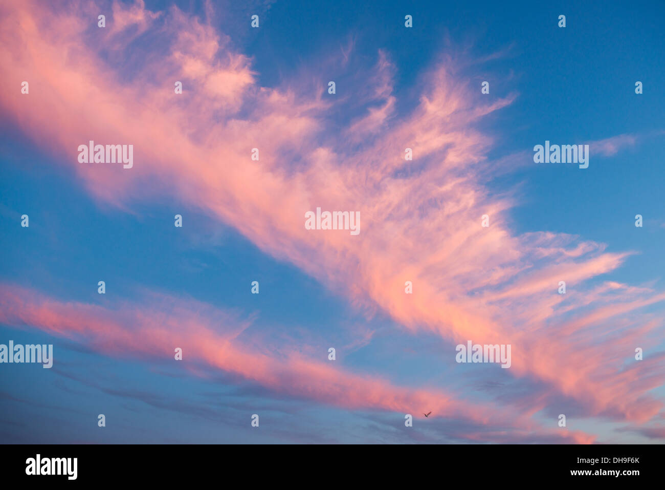 Wispy Nuvole rosa Foto Stock